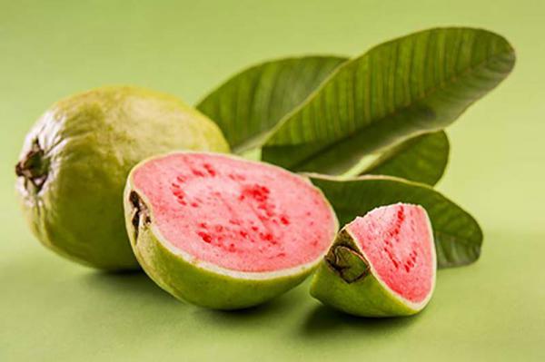 بهترین قیمت فروش میوه گواوا در کشور