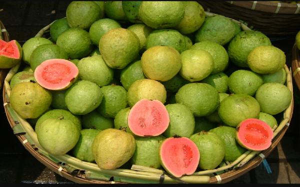 قیمت خرید میوه گواوا در بازار 