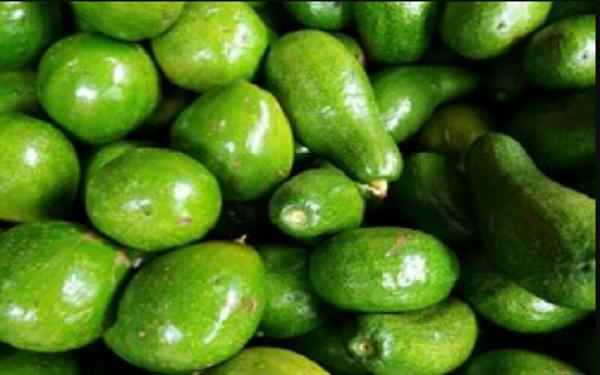 قیمت خرید میوه آووکادو درجه یک در بازار